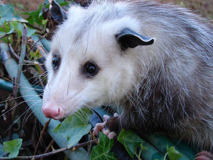 Extra small opossum